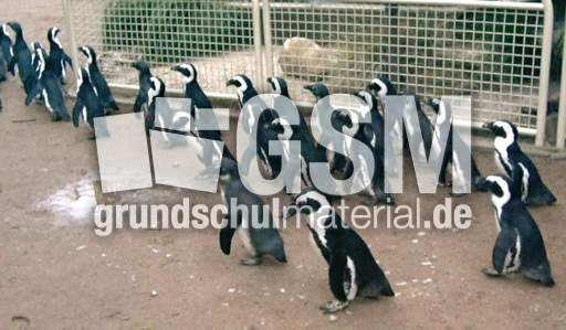 Pinguinmarsch.jpg